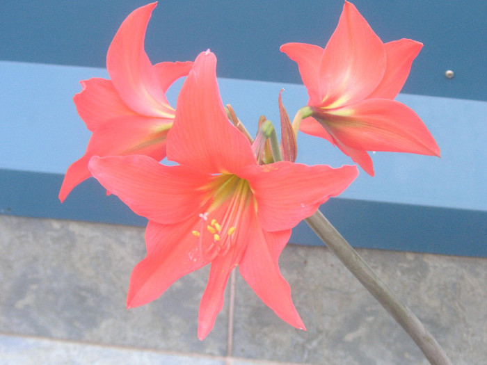 2269307930075666569Vqmkli_fs