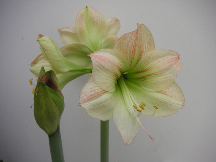 2273342210075666569GLXRNF_fs