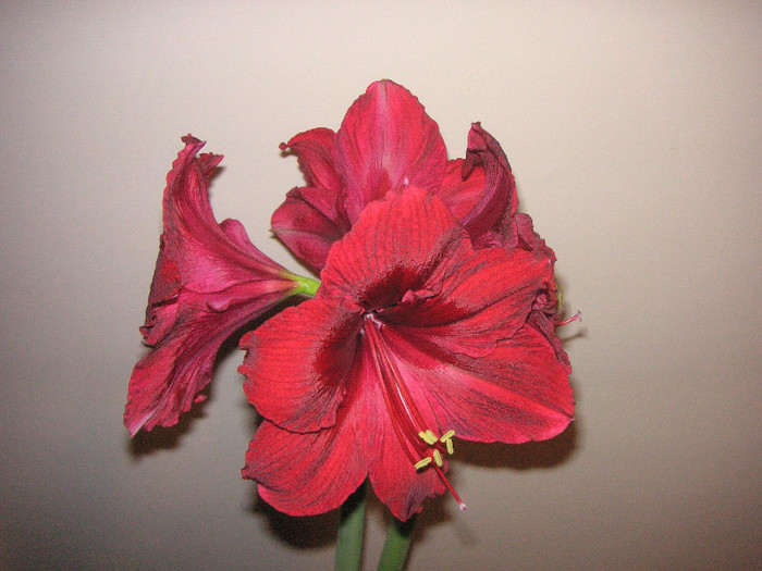 2277093540075666569AVQUqC_fs