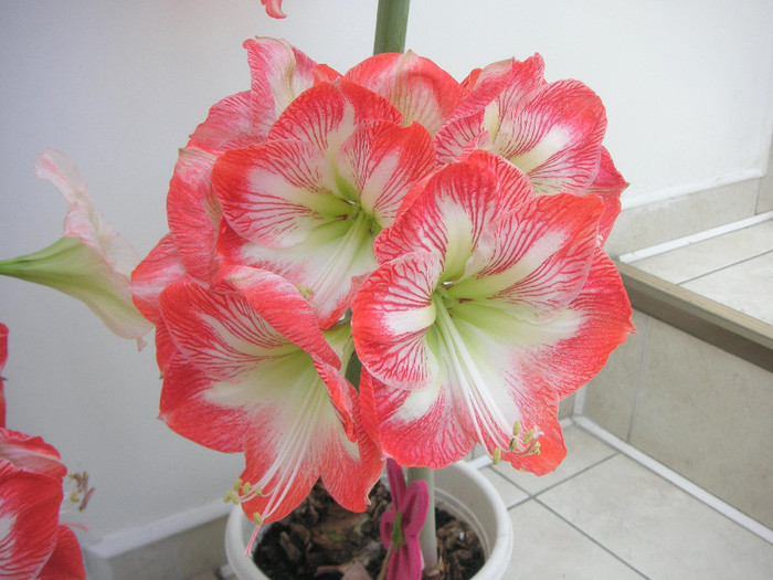 2291568330075666569EwiSOB_fs