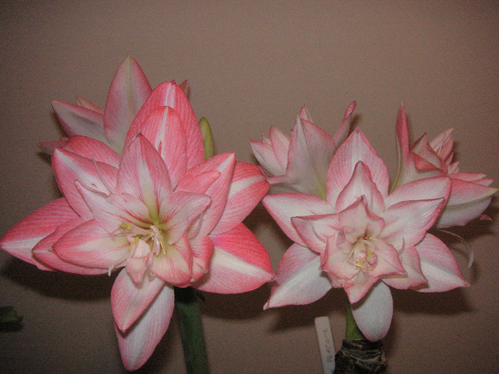 2299262210075666569ovbVUM_fs