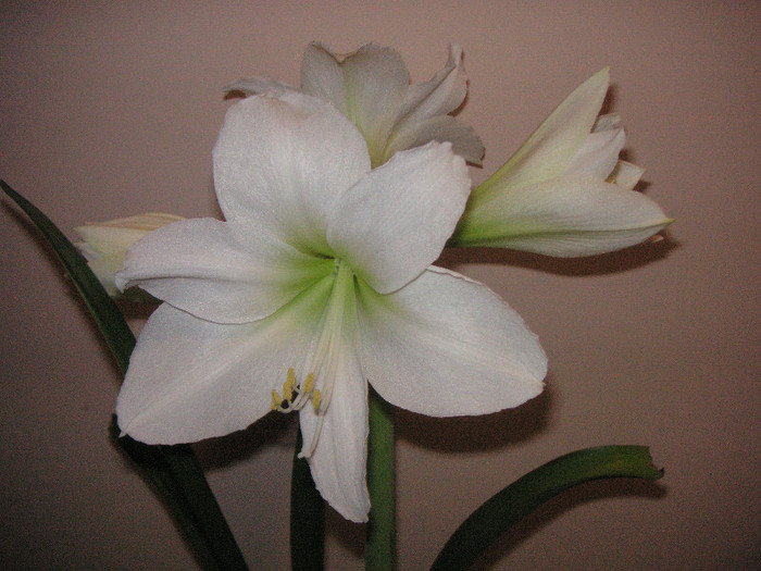 2312381280075666569RkcpCh_fs