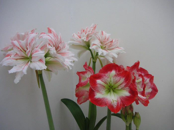 2324350350075666569kTVduA_fs