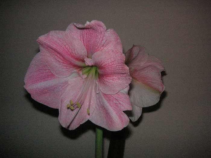 2339048580075666569QCfgsJ_fs