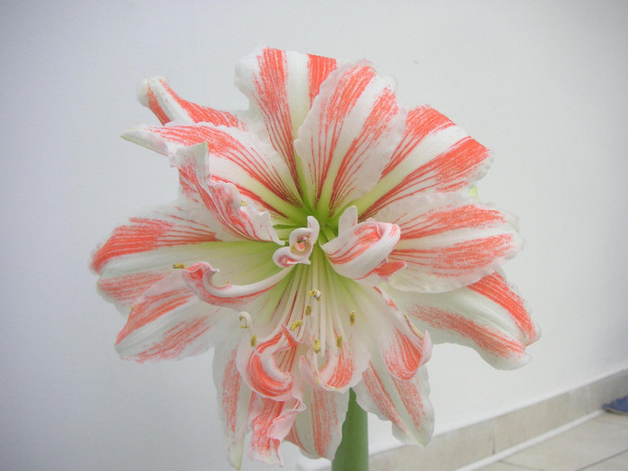 2350621460075666569NsGacL_fs