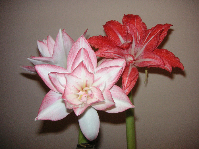 2353318150075666569elrZPU_fs