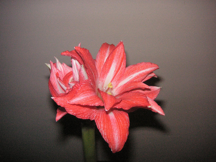 2362616700075666569oAumdK_fs