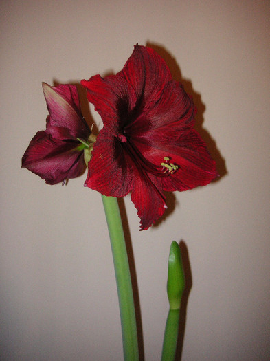 2366367170075666569TmHoKC_fs