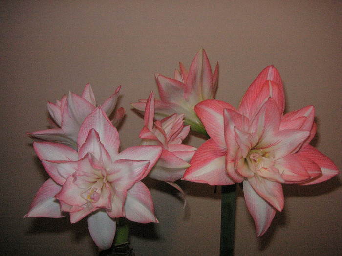 2377903930075666569jRmkkl_fs