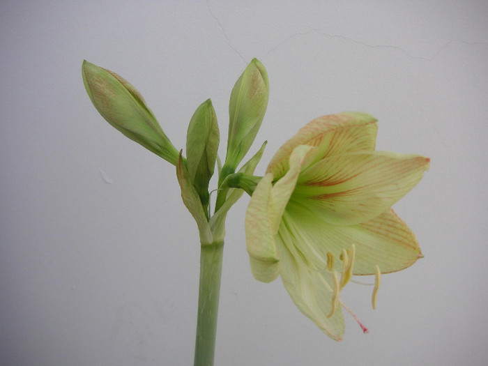 2384584240075666569wXOmNo_fs