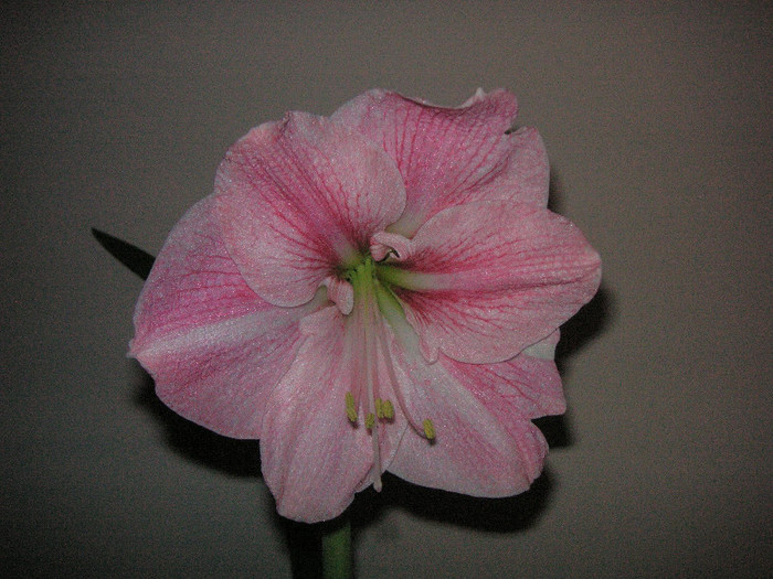 2407850420075666569gkhMfu_fs