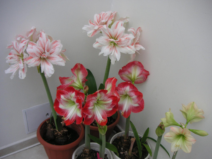 2430546990075666569DElMqH_fs - Hippeastrum II