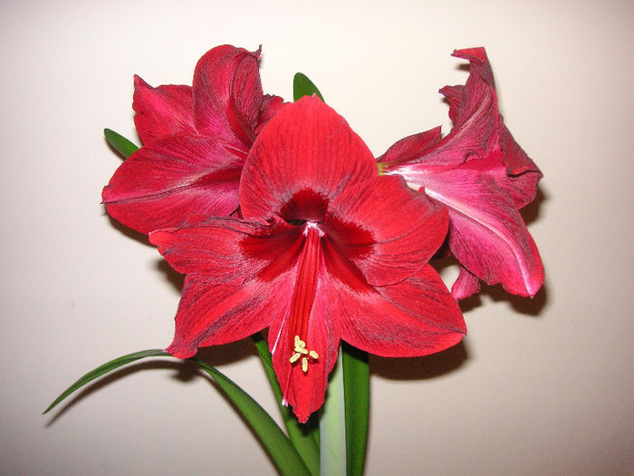 2455211040075666569JKuCyO_fs