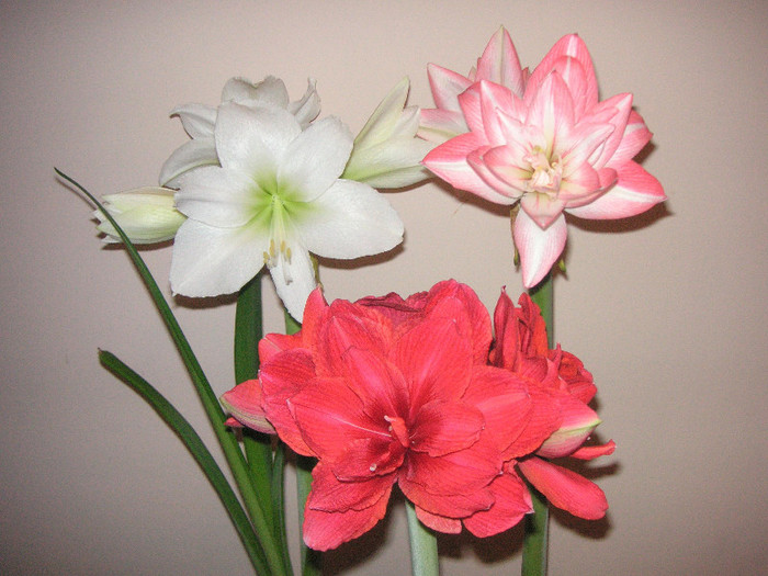 2475721530075666569HzNdpa_fs