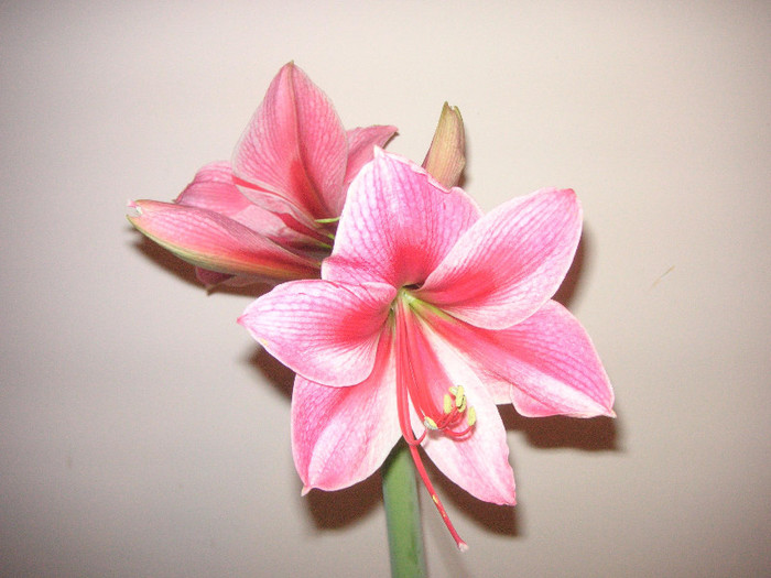 2494613420075666569ngBfrT_fs - Hippeastrum II