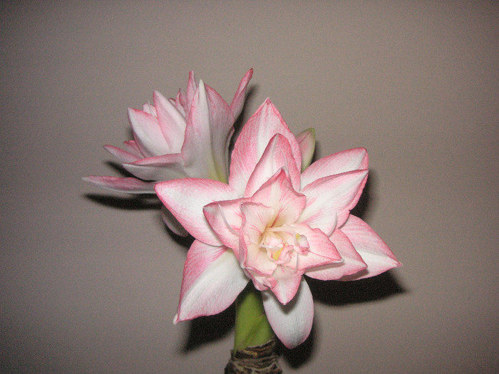 2503989930075666569LPpbwE_fs - Hippeastrum II