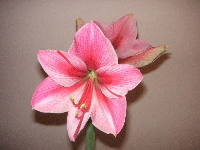 2511608310075666569APHMYV_fs