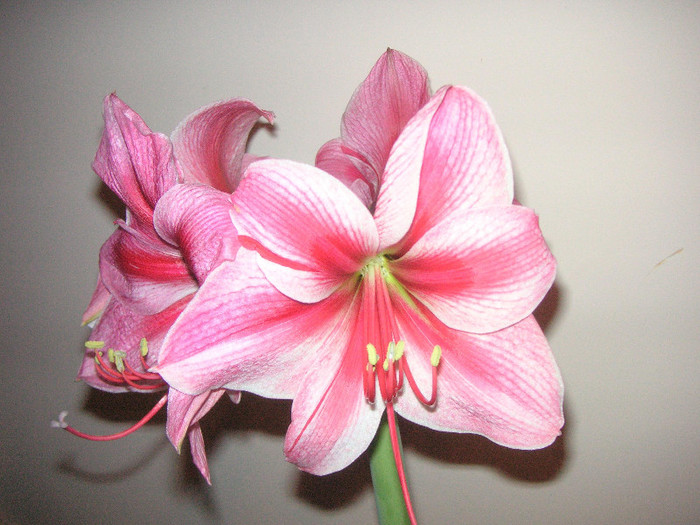 2518823950075666569hEagPs_fs