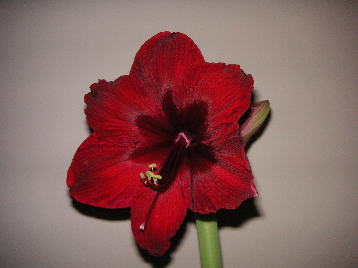 2525553380075666569bvScYO_fs