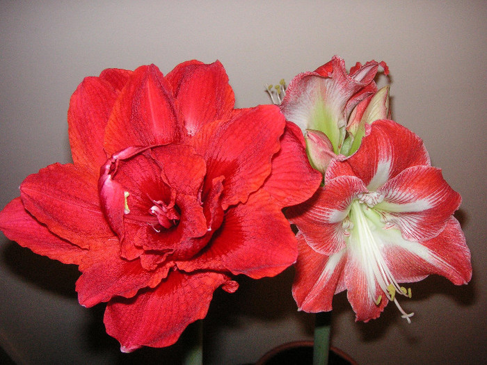 2534879270075666569judYou_fs - Hippeastrum II