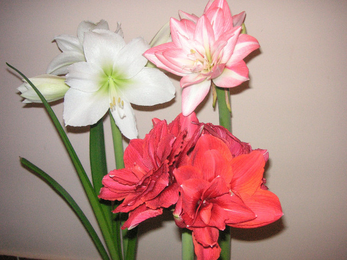 2549950840075666569yuthtE_fs - Hippeastrum II