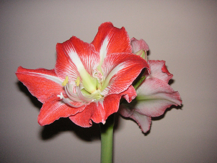 2552202670075666569rUPttQ_fs - Hippeastrum II