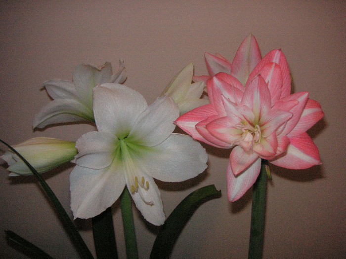 2561628520075666569SFxHVx_fs - Hippeastrum II