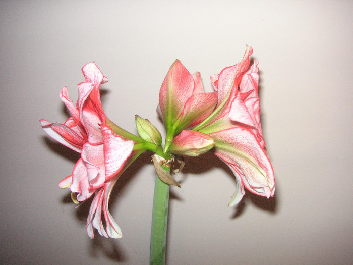 2573344840075666569HAWuRy_fs - Hippeastrum II