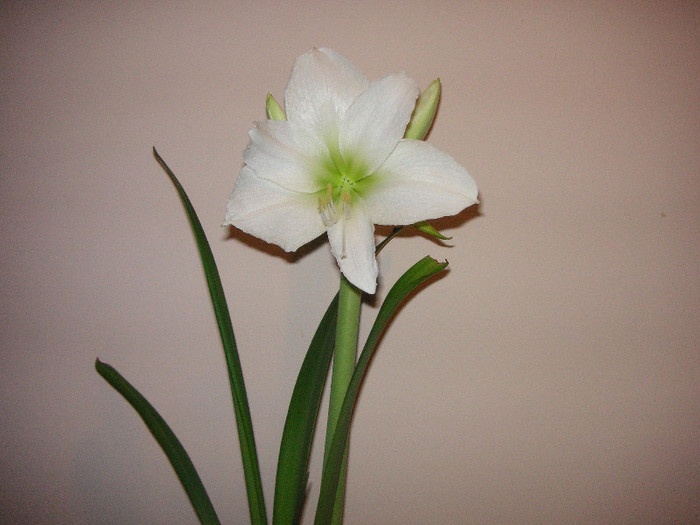 2581504900075666569hcNbRS_fs - Hippeastrum II