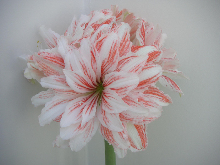 2608283550075666569dpSdbu_fs - Hippeastrum II