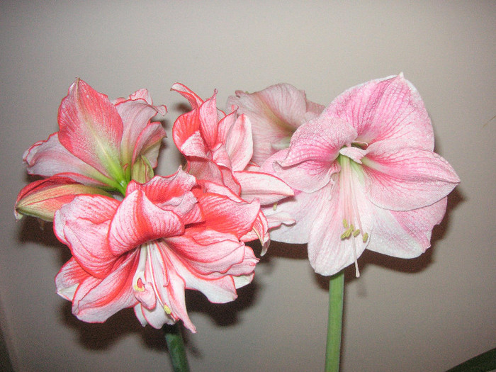 2610750560075666569EuOhVY_fs - Hippeastrum II