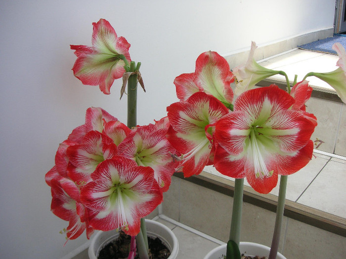 2620912110075666569NijOjZ_fs - Hippeastrum II