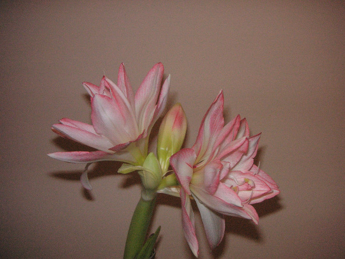 2625165090075666569pTYpNK_fs - Hippeastrum II