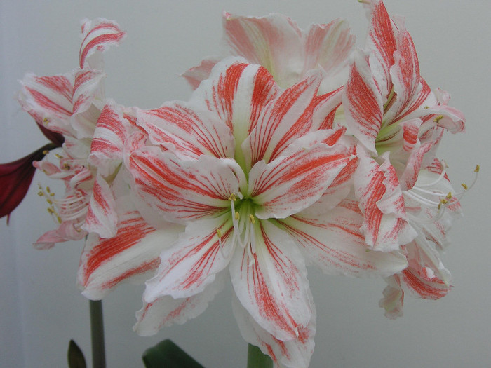 2633060350075666569qOJgXR_fs - Hippeastrum II