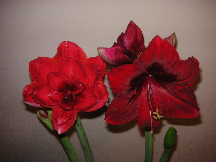 2637168960075666569EMldgh_fs - Hippeastrum II