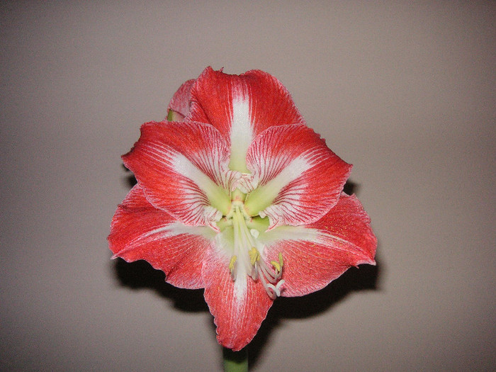 2637343520075666569YAtbky_fs - Hippeastrum II