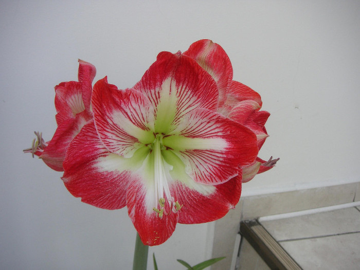 2641772590075666569YJUkLV_fs - Hippeastrum II