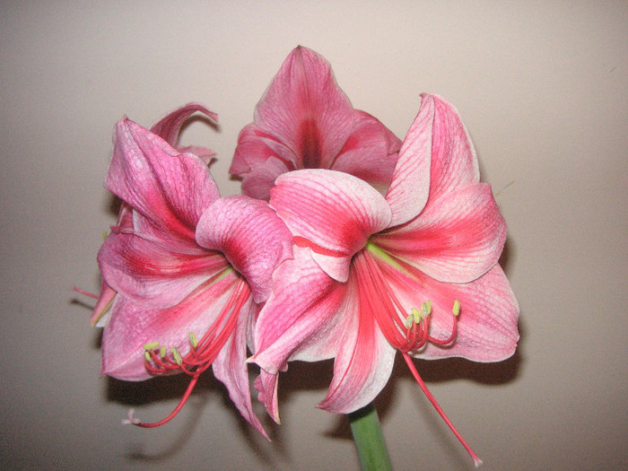 2643996860075666569UgPCNS_fs - Hippeastrum II