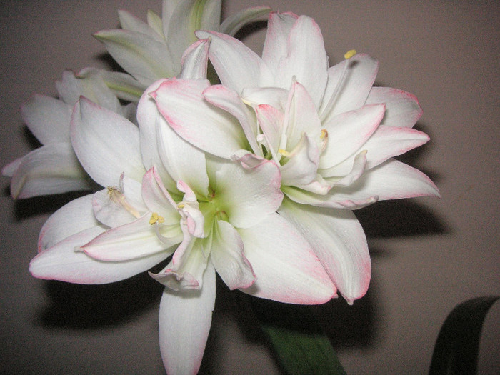 2646225290075666569PcIbNe_fs - Hippeastrum II