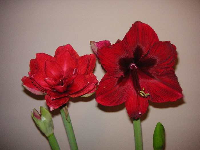 2647162540075666569LaLUEx_fs - Hippeastrum II