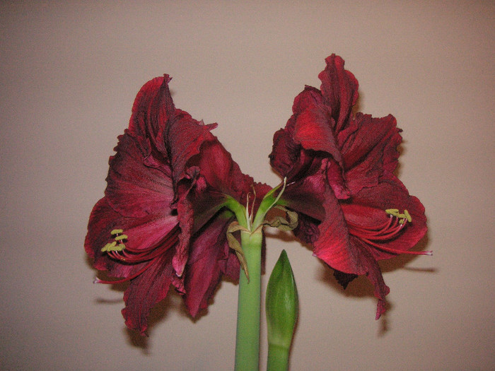 2657033120075666569TOuTgz_fs - Hippeastrum II