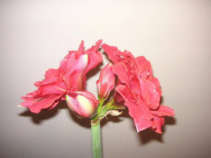 2664325930075666569USCpJU_fs - Hippeastrum II