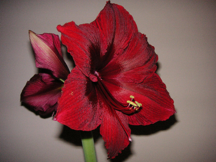 2676004640075666569XcYfwN_fs - Hippeastrum II