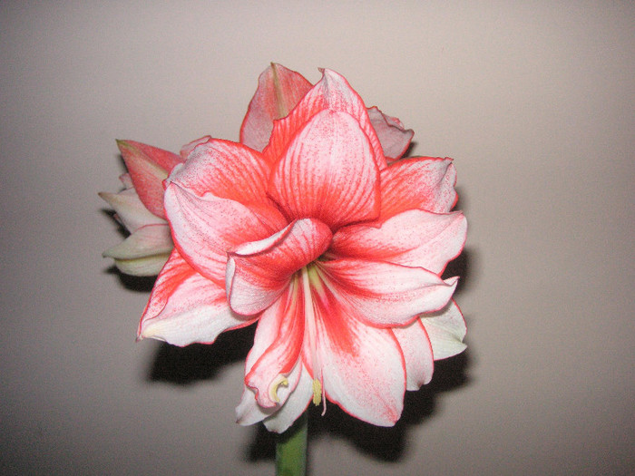 2688613120075666569NhbkdF_fs - Hippeastrum II