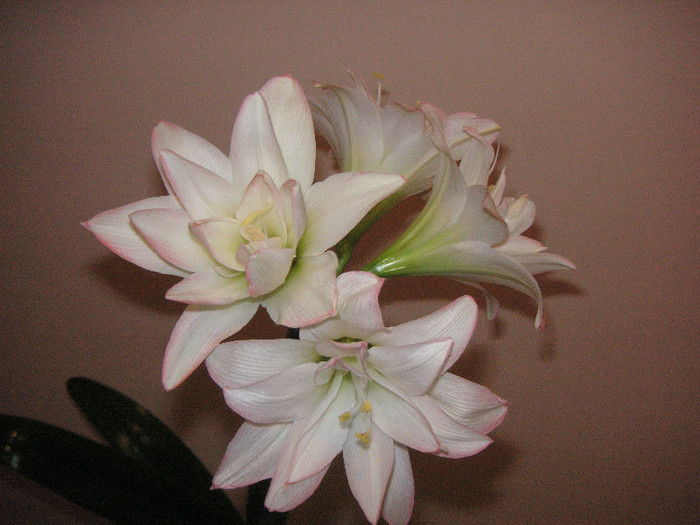 2697306860075666569CNdzrV_fs - Hippeastrum II