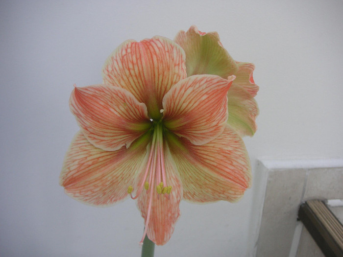 2725630220075666569sewnHy_fs - Hippeastrum II