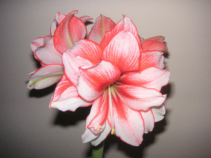 2734352440075666569JXPjJL_fs - Hippeastrum II