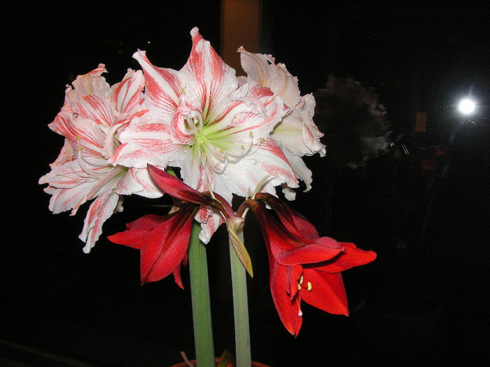 2737678930075666569nuPrhN_fs - Hippeastrum II