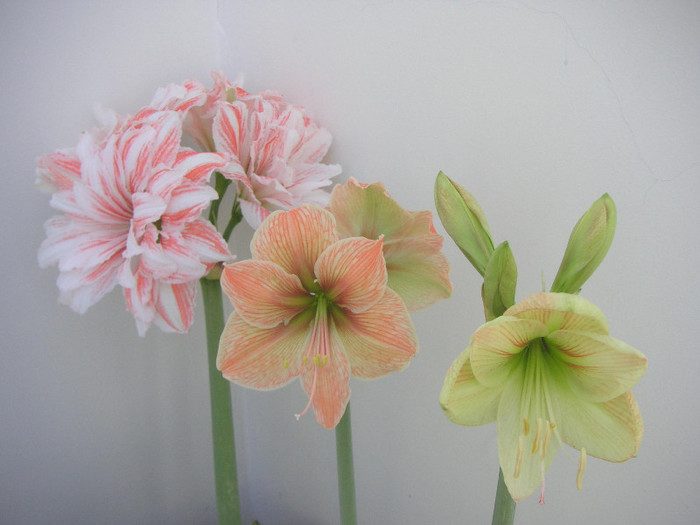 2752339950075666569YNAuWI_fs - Hippeastrum II