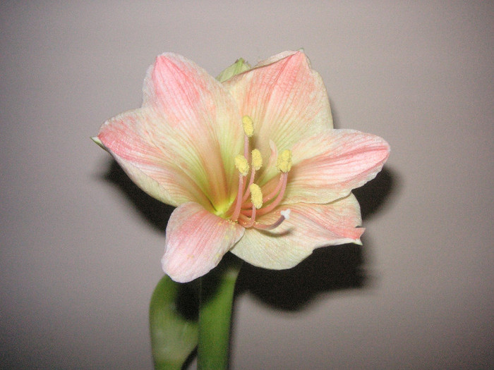 2762612550075666569xngtSH_fs